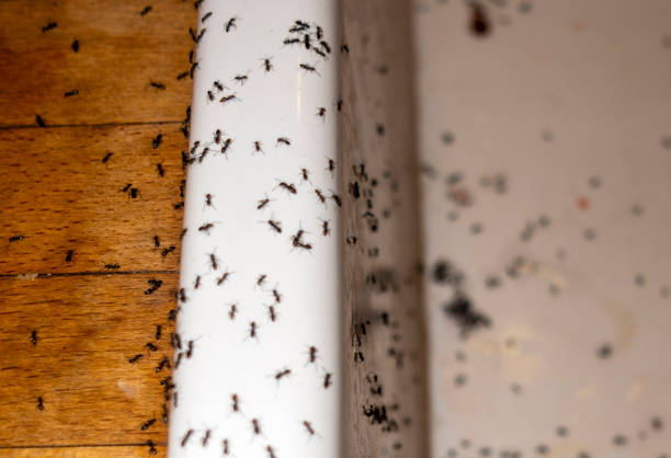 Best Wasp Removal Services  in Quitman, GA